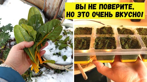 Проще и ВКУСНЕЕ блюдо из мангольда и капусты кейл не придумать! Зелёное пюре с заготовкой на зиму