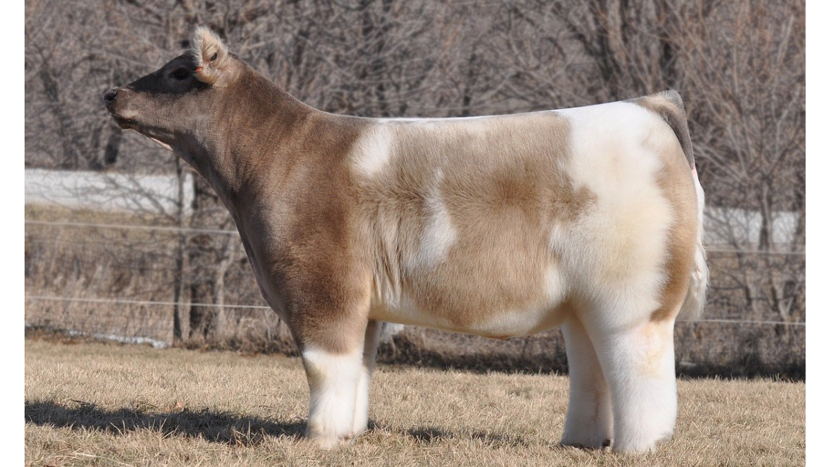 Плюшевая корова. Pixabay.com