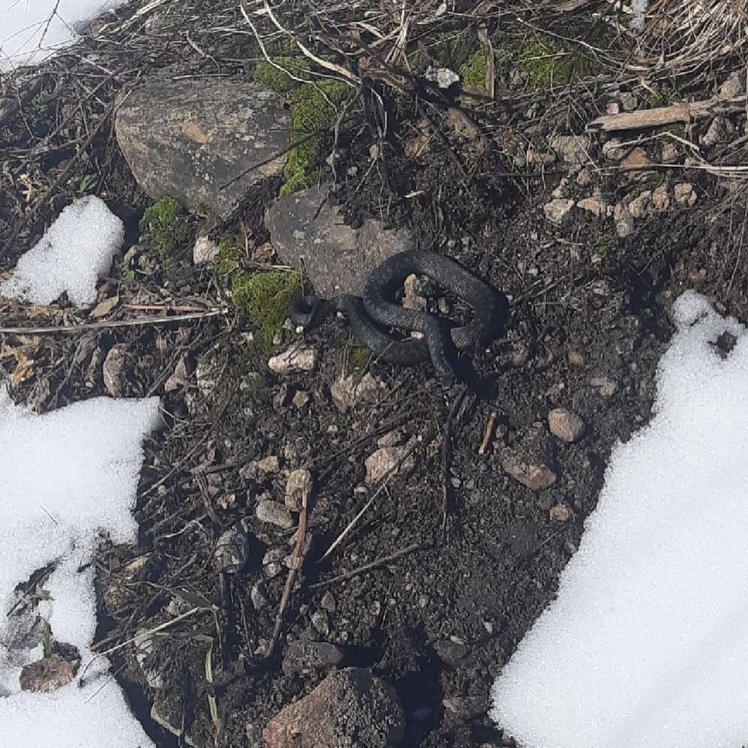 Гадюка в ленинградской области фото черная