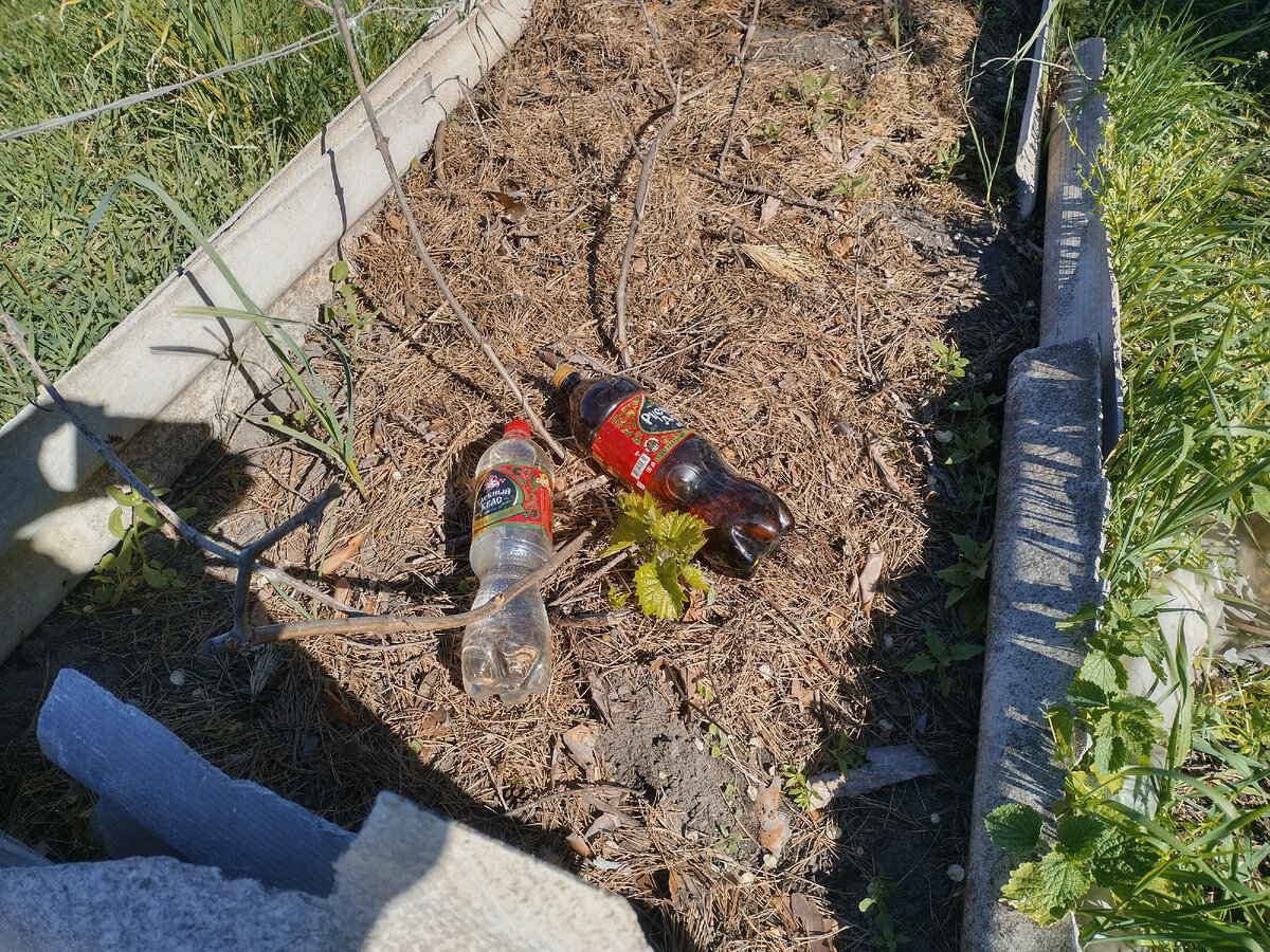 Вокруг молодых побегов винограда