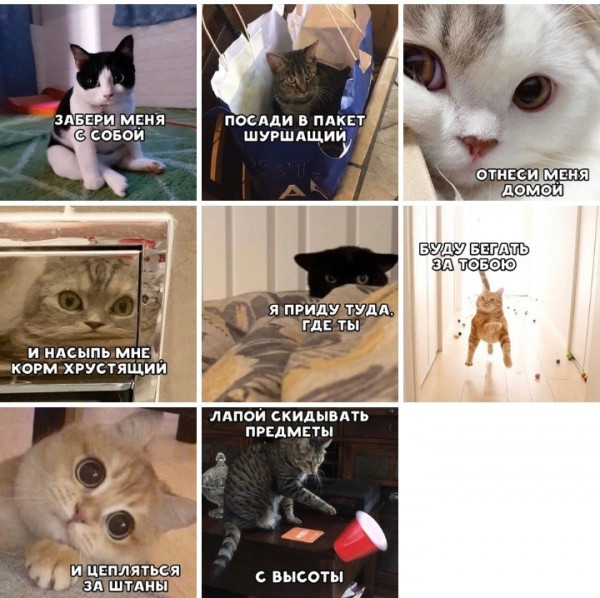 Мемы с котами и надписями на русском