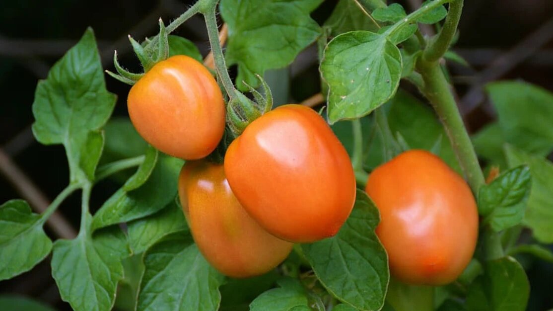 Томаты являются одной из популярных огородных культур. Фото: Pxfuel.com