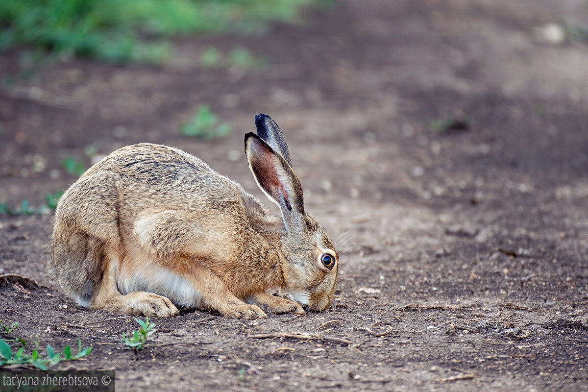 Заяц.  Nkon D500; Nikkor 200–400mm; 400мм; f/4; 1/200; f/4; ISO400