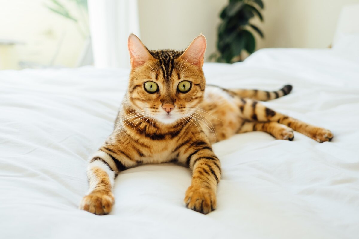     Как отучить кошку вставать рано утром и будить хозяев: 3 причины, почему она делает это