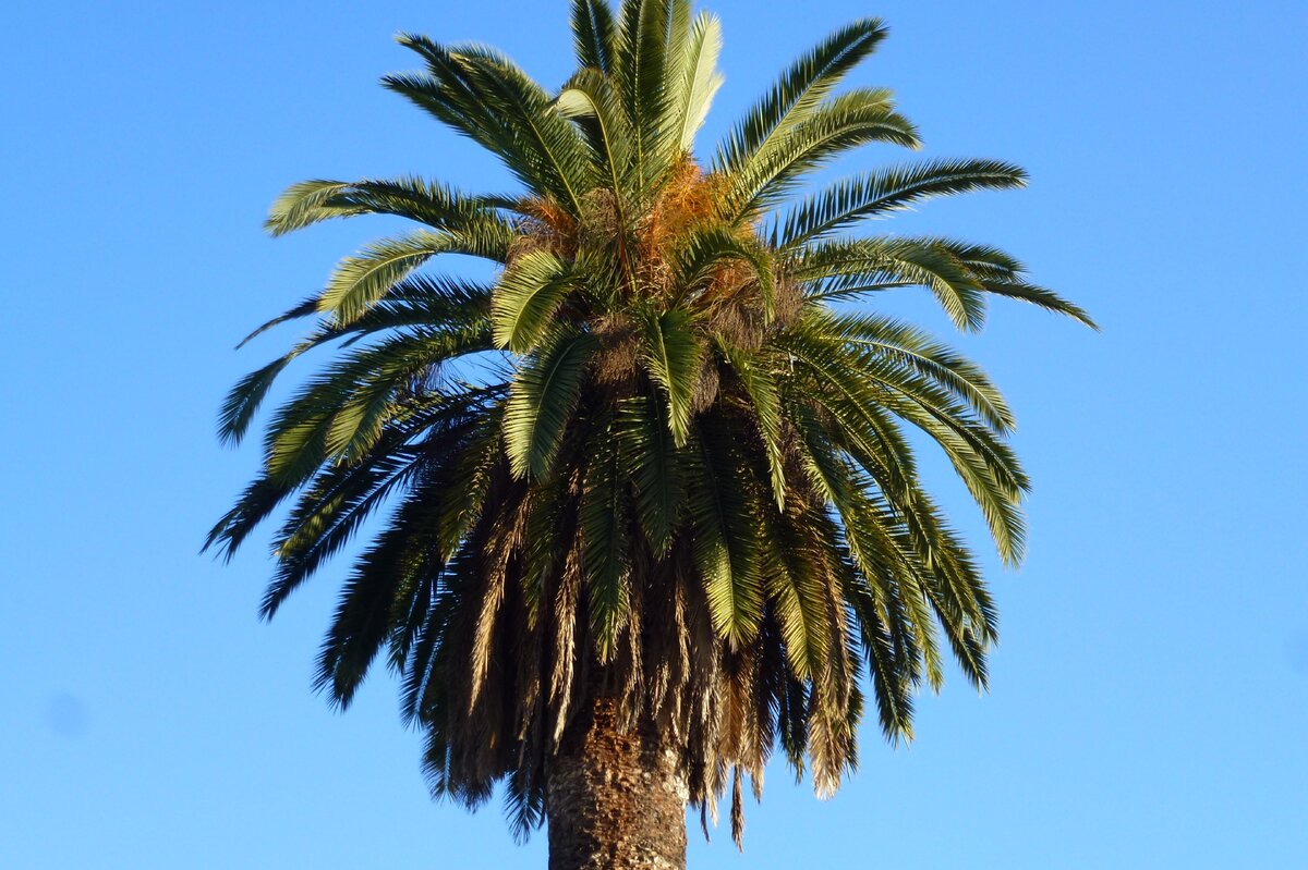     Почему нам не нужно бояться пальмового масла?