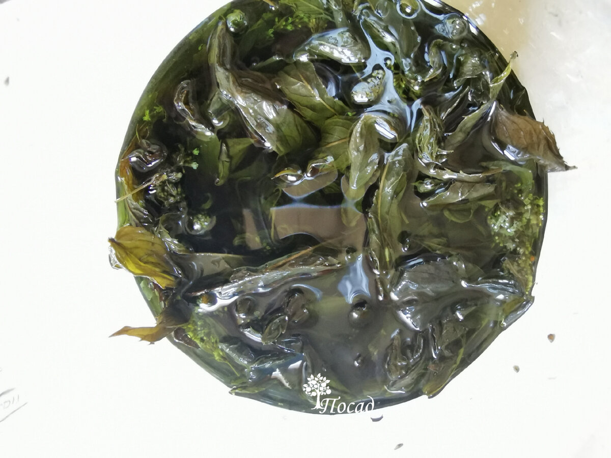 Сделала фотографию на белом фоне, чтобы был виден цвет настойки.