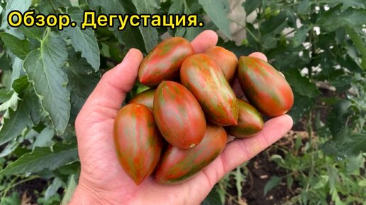 Красный камуфляж - урожайный, красивый, плотный сорт томата. Обзор