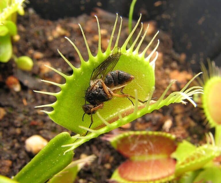    Венерина мухоловка (Dionaea muscipula) с мухой на листе / © wikipedia