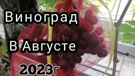 киш-миш 342, Цимус, Памяти учителя, Ливия