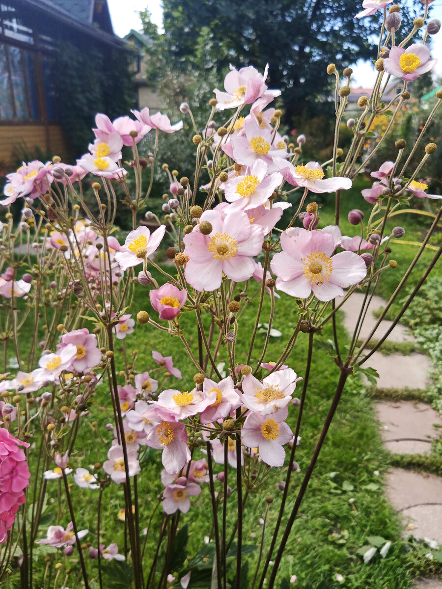 Гибкие стебли и нежное цветение анемоны.