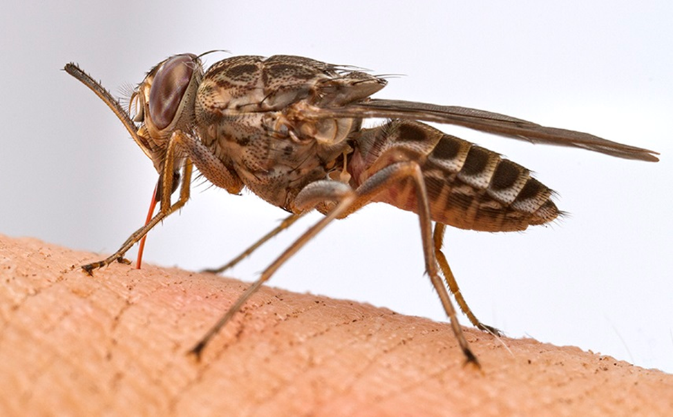 Tsetse fly