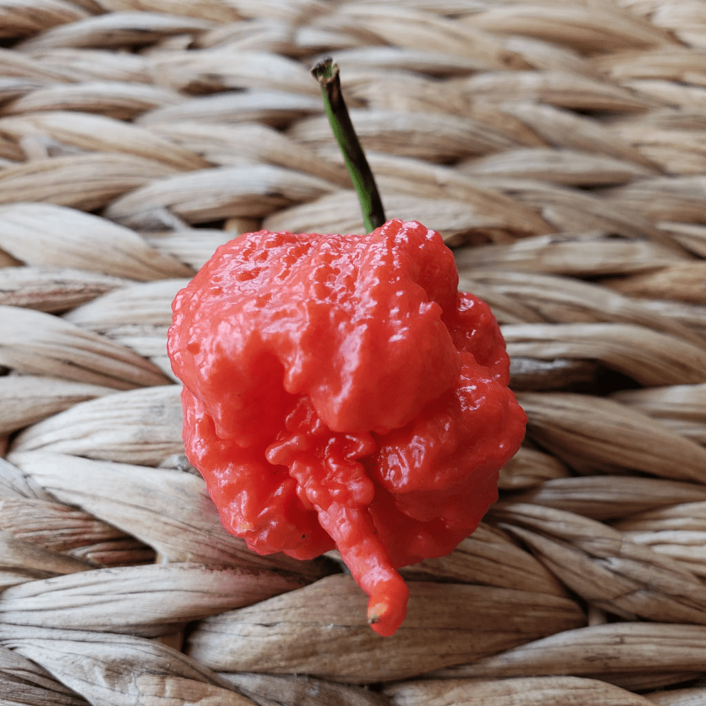 Обзор сорта: Carolina Reaper | Сити-Фермер – канал о городском  растениеводстве | Дзен