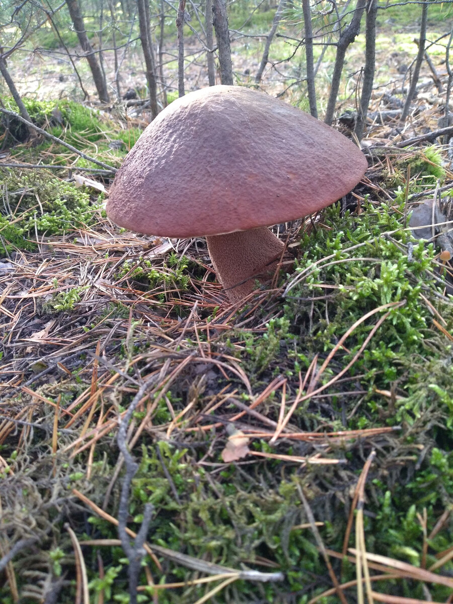 Красавец, добытый в последнем походе...