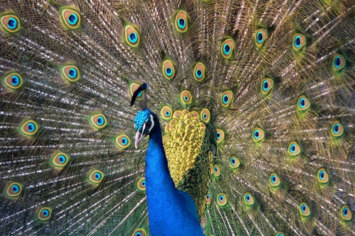    В сочинском Дендрарии вылупилось шесть птенцов павлинов