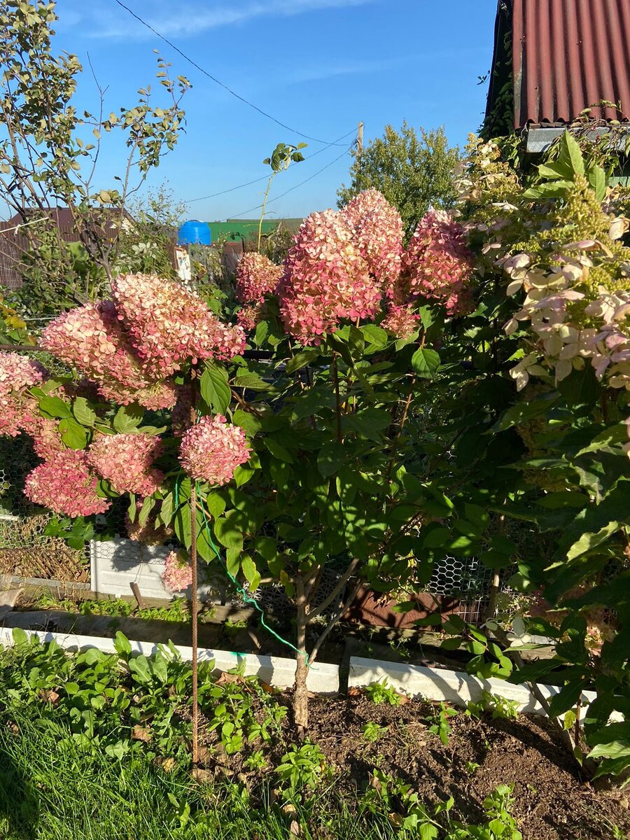 Гортензии краснеют. Сейчас необходимо дать им нужные последние осенние подкормки