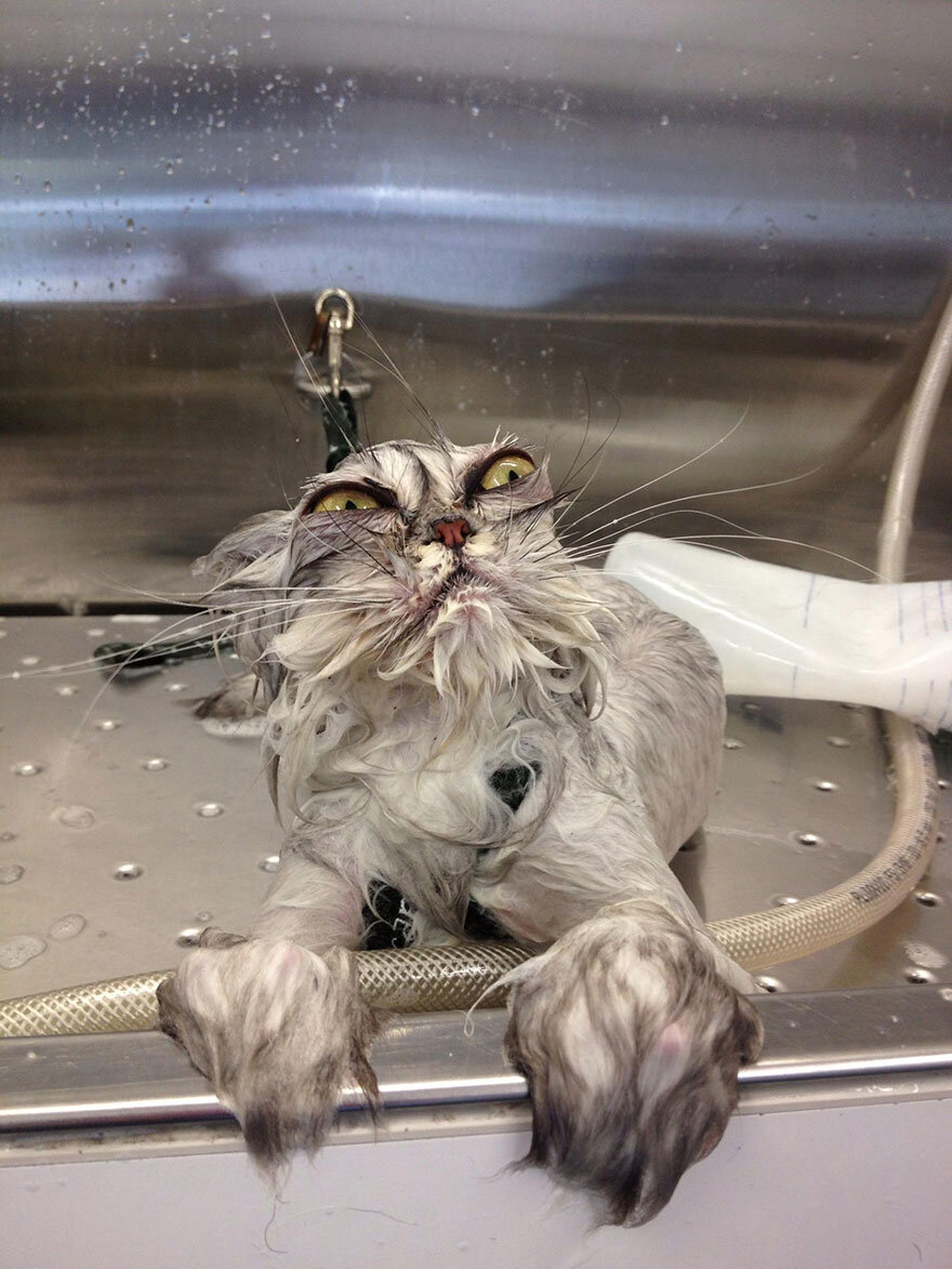 Мокрый кот - 58 фото | Fotos de animales tiernos, Gatos bonitos, Felinos
