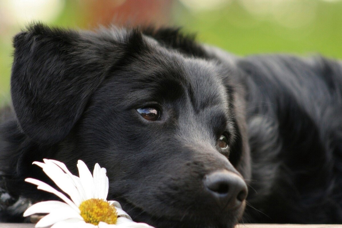 Симптомы болезни