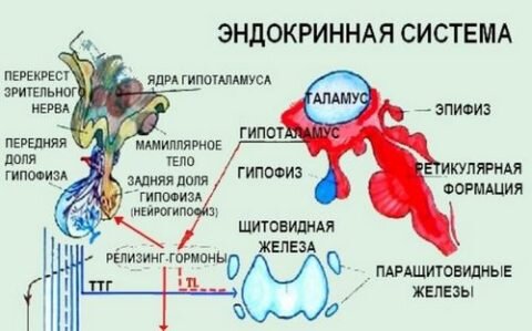  Сложная регуляция эндокринной системы