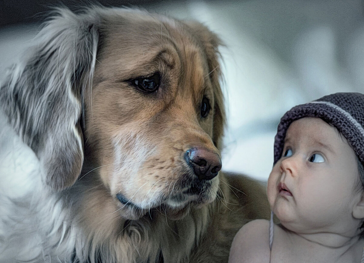 Собака для детей. Собаки и их видео. Собака облизывает экран картинка. Собаки и их видео. Лабрадор ретривер золотистый.