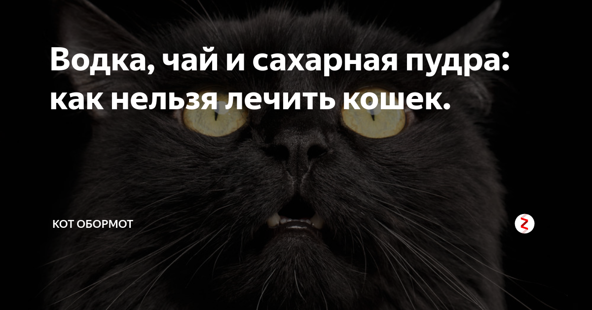Кот предатель. Включи предатель кот обормот видео. Мейн кун в машине. Кот обормот человек. Кот обормот рисунок.