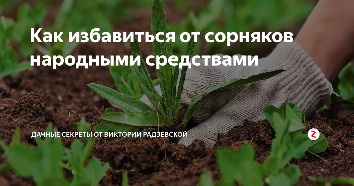 Народное средство от сорняков. Народные средства от сорняков в огороде. Народное средство от избавления сорняков. Уничтожать сорняк в огороде.