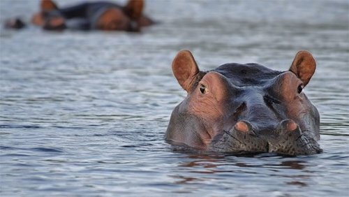 25. Гиппопотам 
 
 Фото: pixabay.com
 