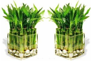 Бамбук относится к роду многолетних вечнозеленых растений из тропических лесов. Для создания натуральных условий выращивания бамбука, его держат в воде.