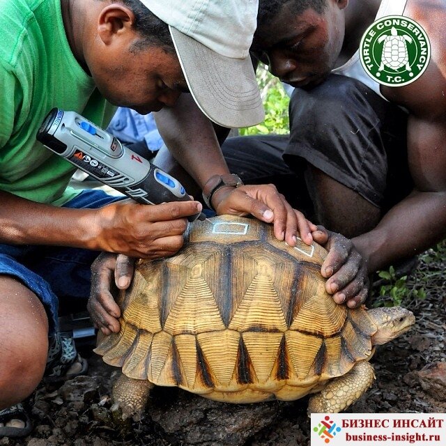 Гравировка на панцире черепахи