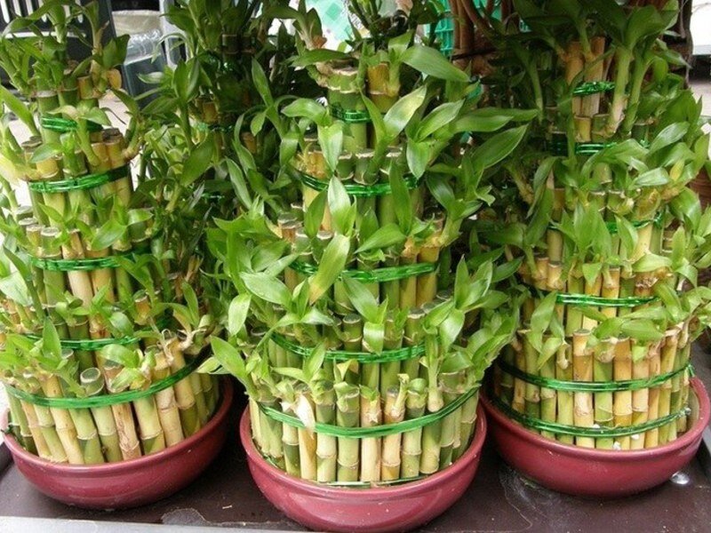 Комнатный бамбук это совсем другое растение