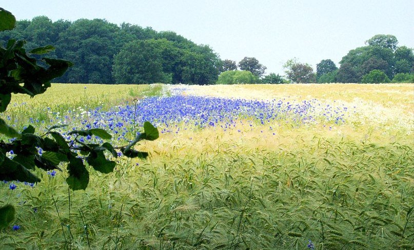 Поля зерновых — постоянное место жительства василька