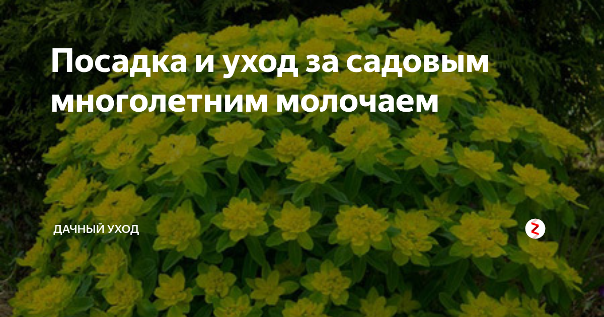 Как посадить и ухаживать за Кипарисовым Молочаем | Моя успешная дача | Дзен