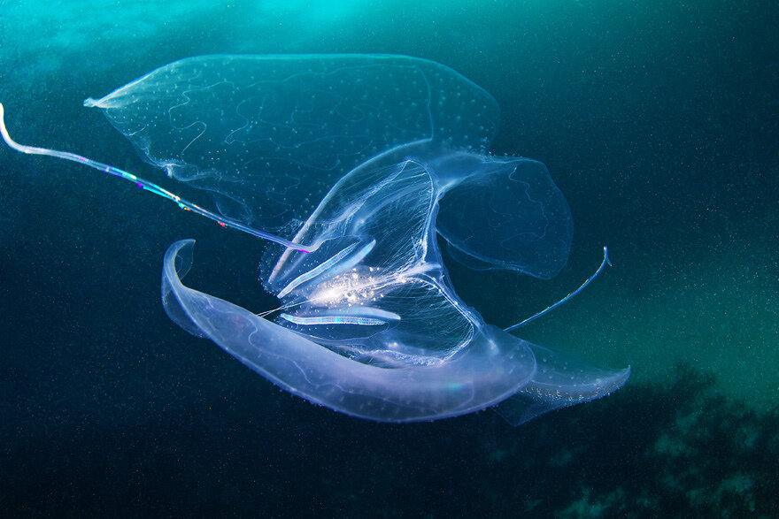 Северный Ледовитый океан подводный мир. Жители океана. Подводные обитатели. Подводные животные океана. Рог глубин