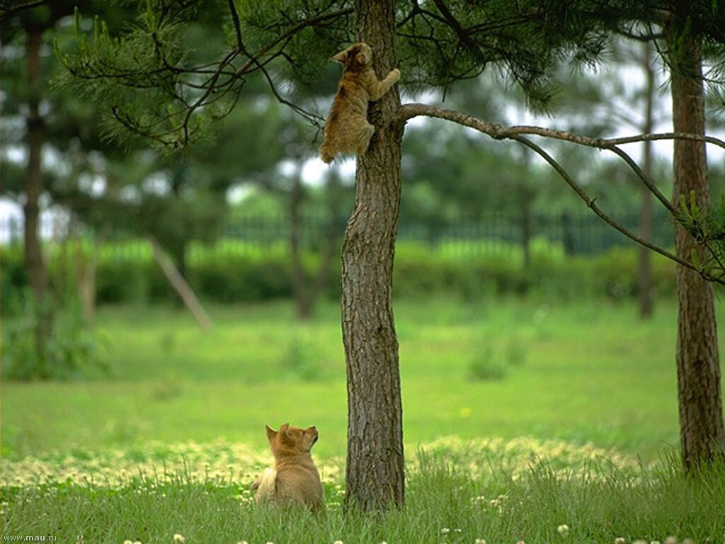 Тварь дрожащая. Котенок гав бояться вместе. Давай дрожать. Давай дрожать. Будем бояться вместе.