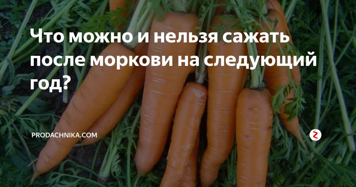 Что можно и нельзя сажать после моркови на следующий год?