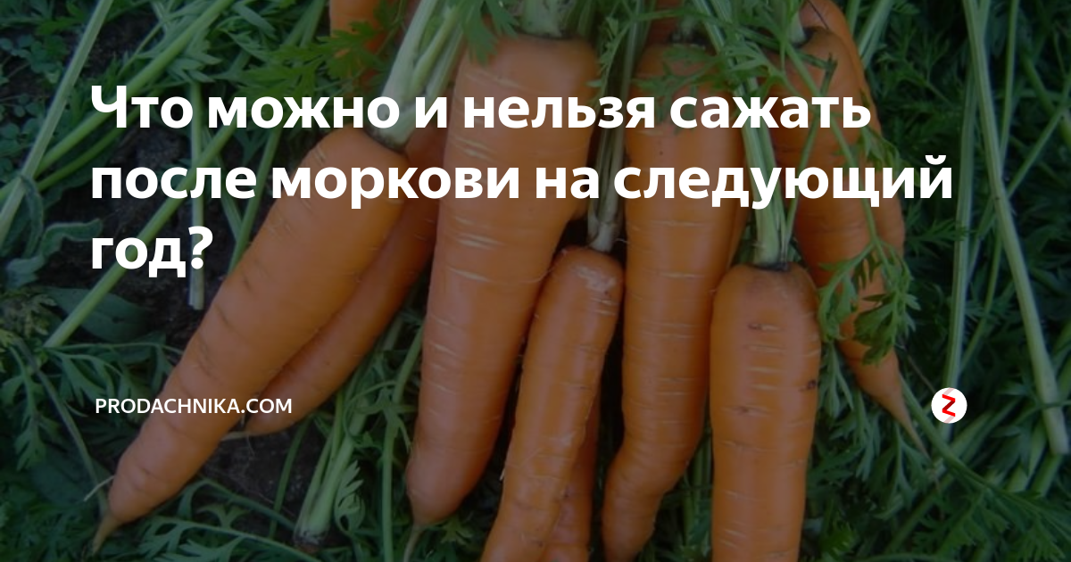 Морковь после капусты можно. С чем нельзя сажать морковь. Что посадить после морковки. Как морковь улучшивается кожа очищается кожа после морковки.