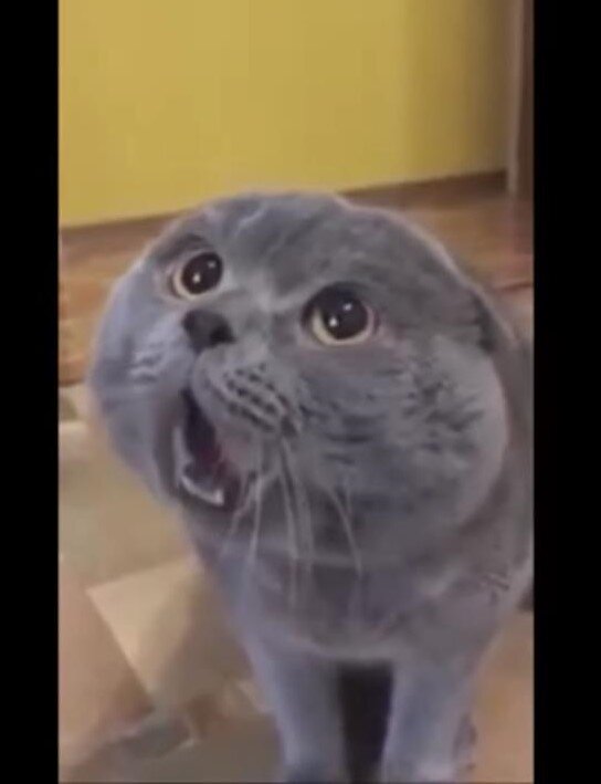 Говорящие коты и кошки видео с озвучкой. Говорящие коты видео. Говорящие коты видео. Кот завет. Кот взорвал интернет.