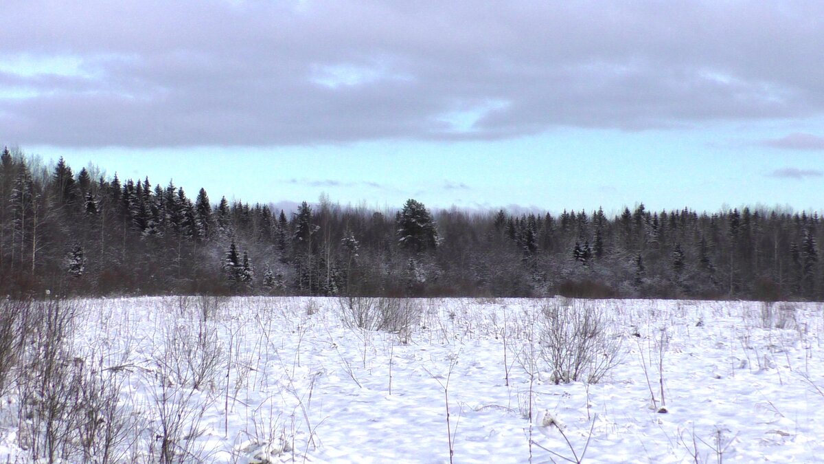 Поле на месте где находилась мыза Марьино.