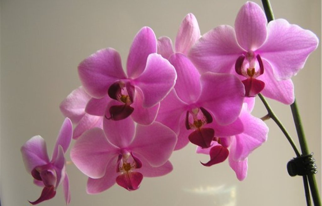 Орхидея фаленопсис джойрайд. Орхидея калипсо фаленопсис. Какие цветы у орхидеи. Фаленопсис mountion. Фаленопсис "anthura pretoria".