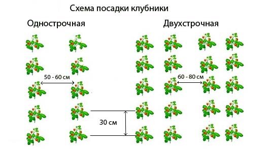 Расстояние между перцами в грунте. Посадка голубики схема посадки. Схема посадки клубники в открытом грунте. Схема посадки клубники в теплице в грунт. Схема посадки голубики расстояние между кустами.