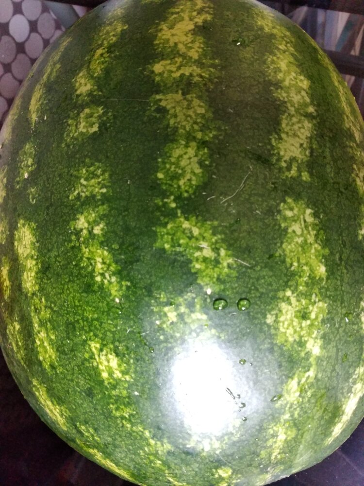 Самый вкусный сорт арбуза в краснодарском крае. Арбуз и дыня. Арбуз миледи. Ранние арбузы. Мраморный арбуз романовский.