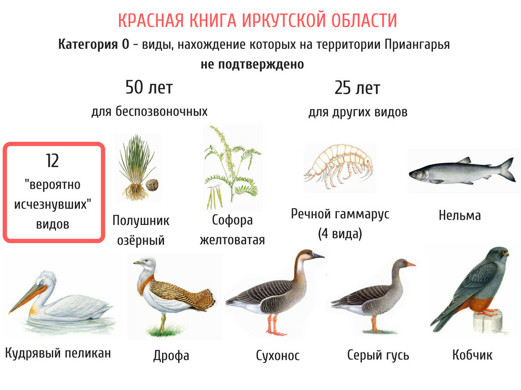 Красная книга иркутской области растения и животные фото и описание