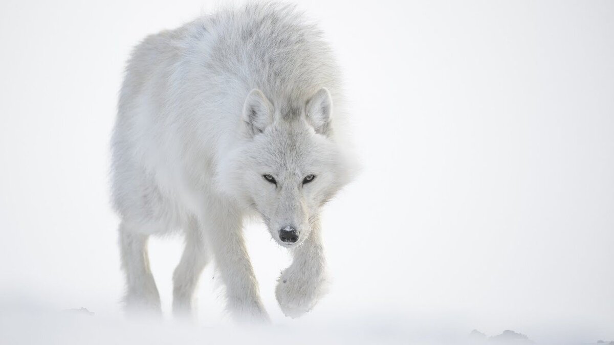 Смотрит на тебя, как на изнеженную добычу