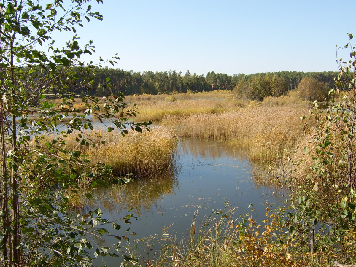Заказник Даниловское болото