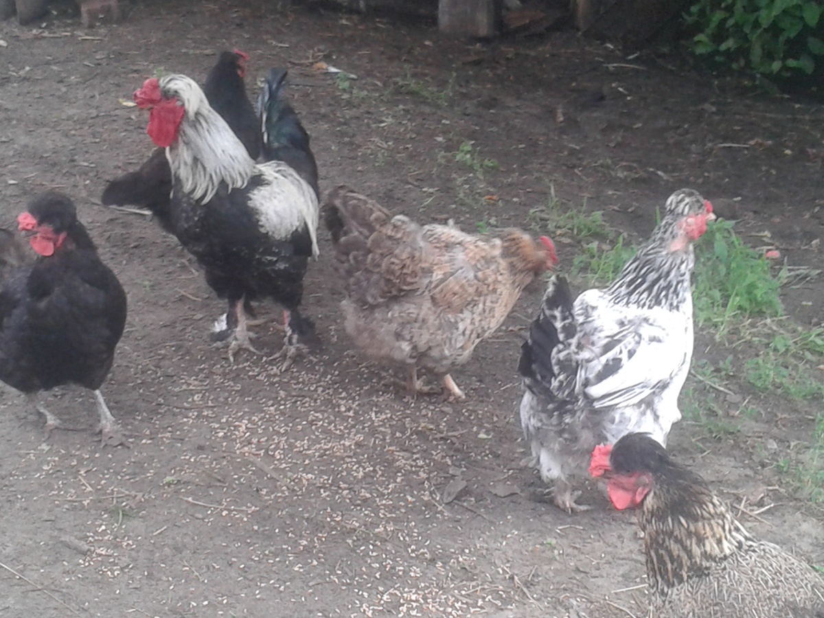 Куриная семейка.