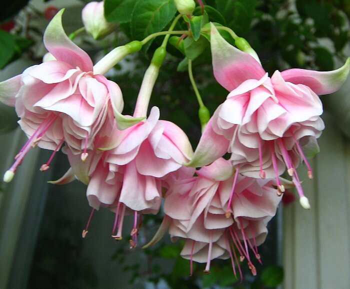 Фуксия Devonshire