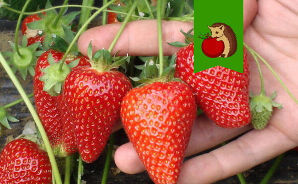 Фото: http://vizazh-2.ru/wp-content/uploads/2018/11/klalb_1.jpg