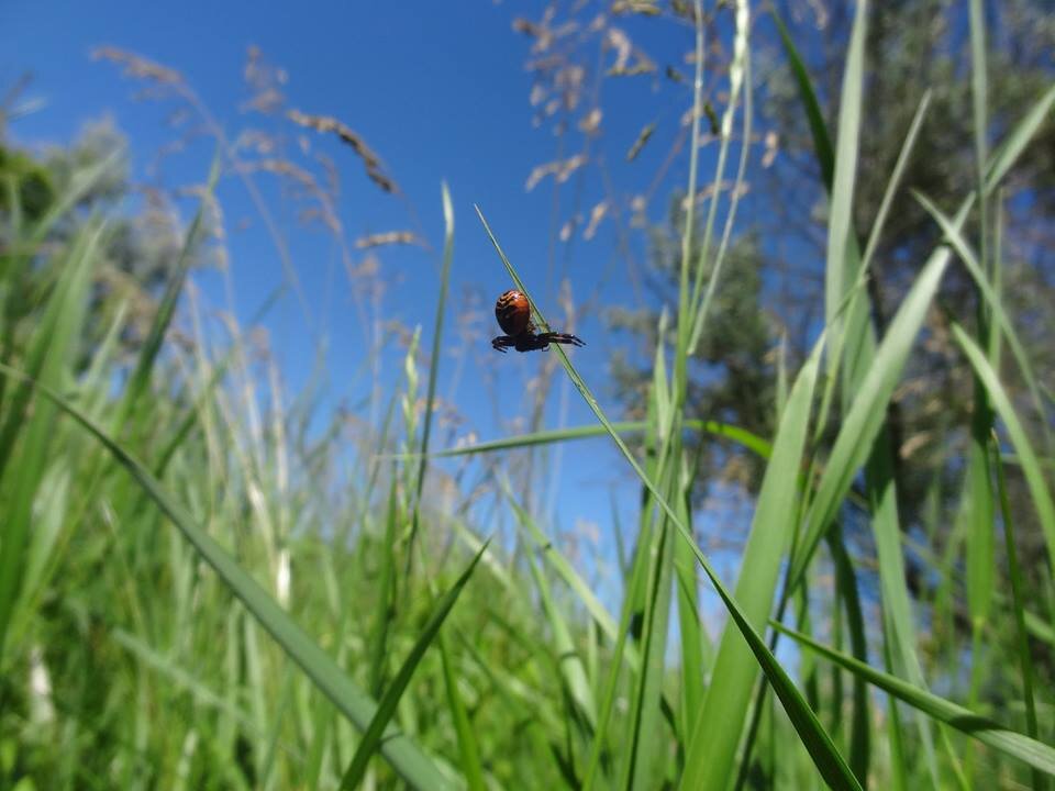 Фото 15.06.2016 Synema globosum Ставропольский край, ст. Курская, урочище Глубокое 
