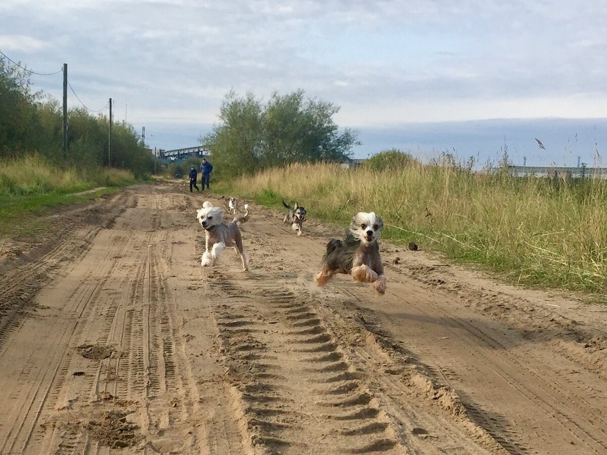 Фото просто для разряжения обстановки. "Дикие" китайцы на прогулке.