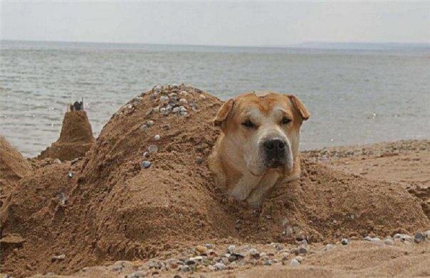 значение фразеологизма так вот где собака зарыта