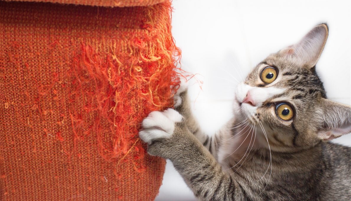 "Это не я, хозяин"